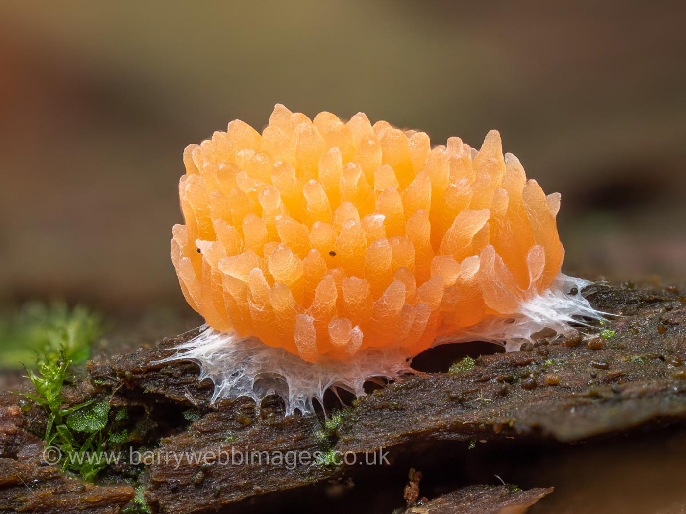 Photo by Barry Webb Tubifera ferruginosa by Barry Webb